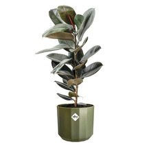 Caoutchouc Ficus elastica dans un pot de fleurs elho vert avec des feuilles vert foncé luisantes, elho Logo.