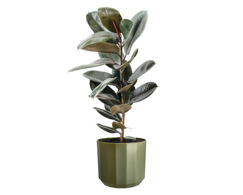 Caoutchouc Ficus elastica avec des feuilles brillantes dans un cache-pot vert.