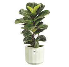 Ficus lyrata dans un cache-pot blanc Elho.