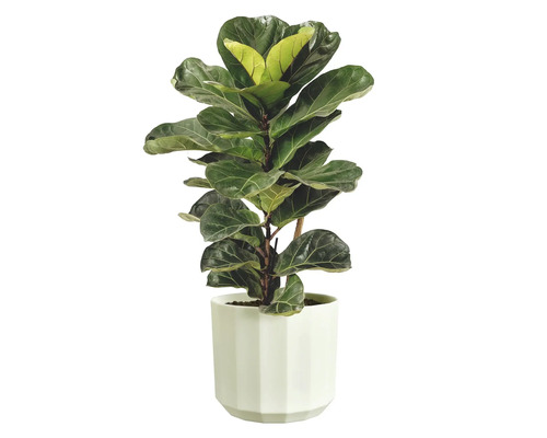 Figuier lyre Ficus lyrata dans un cache-pot blanc à facettes.
