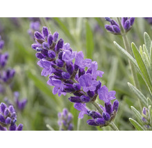 Lavendel FloraSelf Lavandula angustifolia 'Spring Line' H 15-20 cm Ø 13 cm Topf