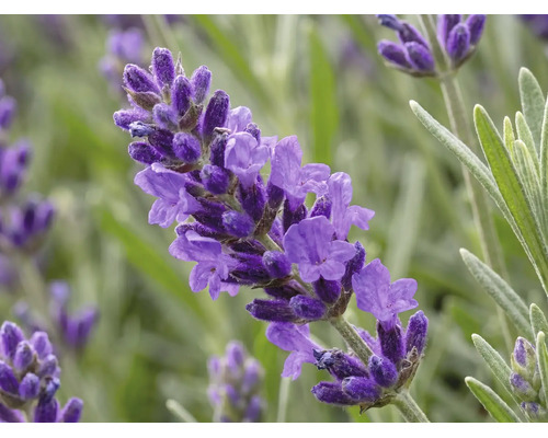 Lavendel FloraSelf Lavandula angustifolia 'Spring Line' H 15-20 cm Ø 13 cm Topf