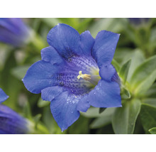 Jardin Gentiane FloraSelf Gentiana 'Easy Blue' H 5-10 cm Ø 12 cm Pot