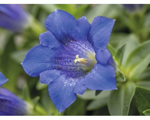 Jardin Gentiane FloraSelf Gentiana 'Easy Blue' H 5-10 cm Ø 12 cm Pot