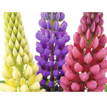 Trois épis de fleurs de lupin de différentes couleurs.