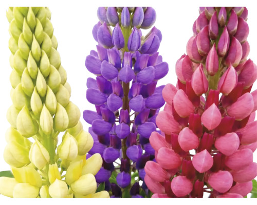 Trois épis de fleurs de lupin de différentes couleurs.