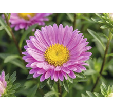 Aster dumosus FloraSelf Aster dumosus 'Pink Topas' H 40-45 cm Ø 17 cm pot