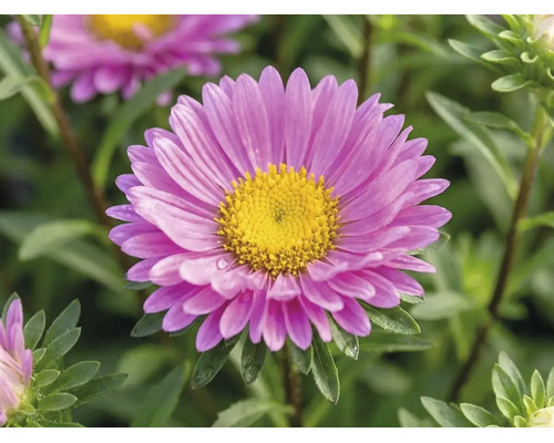 Aster dumosus FloraSelf Aster dumosus 'Pink Topas' H 40-45 cm Ø 17 cm pot