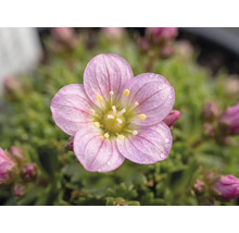 Moos-Steinbrech Saxifraga arendsii H 3-6 cm Co 0,8 L zufällige Sortenauswahl