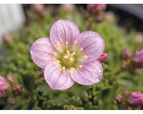Moos-Steinbrech Saxifraga arendsii H 3-6 cm Co 0,8 L zufällige Sortenauswahl