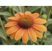 Échinacée pourpre Echinacea-Cultivars 'Mooodz Sympathy' h 30-40 cm Co 3 l