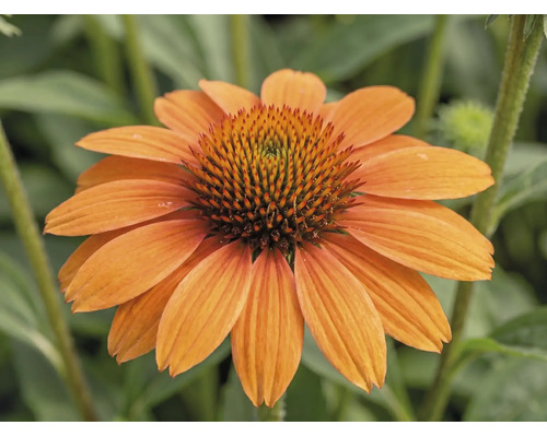 Échinacée pourpre Echinacea-Cultivars 'Mooodz Sympathy' h 30-40 cm Co 3 l