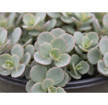 Teppich-Fettblatt FloraSelf Sedum 'Splendens' H 5-15 cm Co 3 L