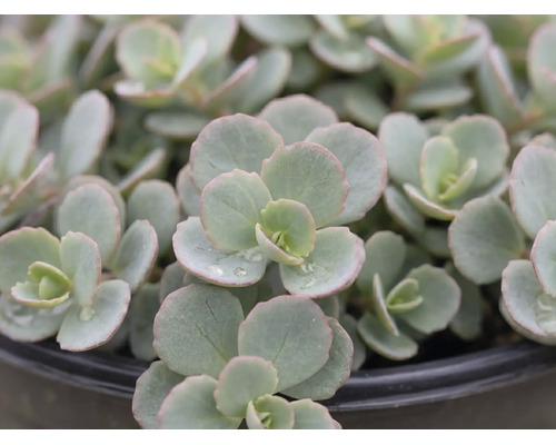 Teppich-Fettblatt FloraSelf Sedum 'Splendens' H 5-15 cm Co 3 L