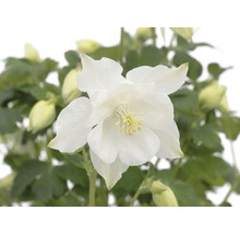 Ancolie ROCKCollection FloraSelf Aquilegia caerulea h 5-15 cm p 13 cm
