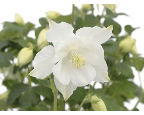 Ancolie ROCKCollection FloraSelf Aquilegia caerulea h 5-15 cm p 13 cm
