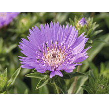 Aster de Stokes, Stokésie bleue FloraSelf Stokesia laevis 'Mega Mels'® Co 5 l