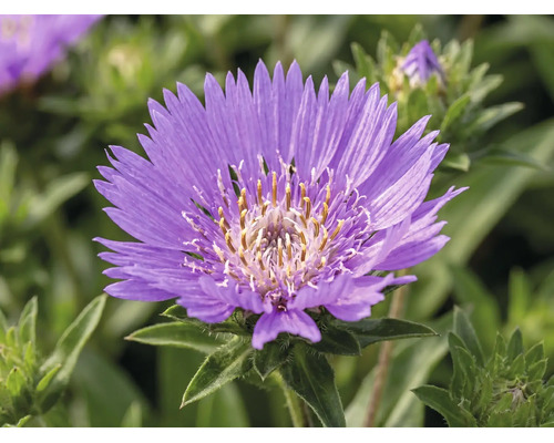 Aster de Stokes, Stokésie bleue FloraSelf Stokesia laevis 'Mega Mels'® Co 5 l