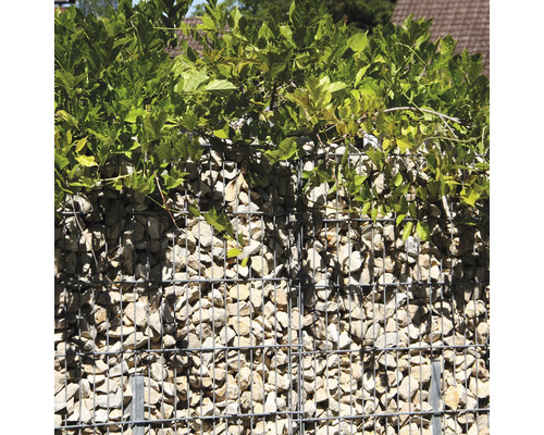 Gabionenwand mit hellen Steinen gefüllt und mit grünen Pflanzen bewachsen als Gartenzaun oder Sichtschutz.
