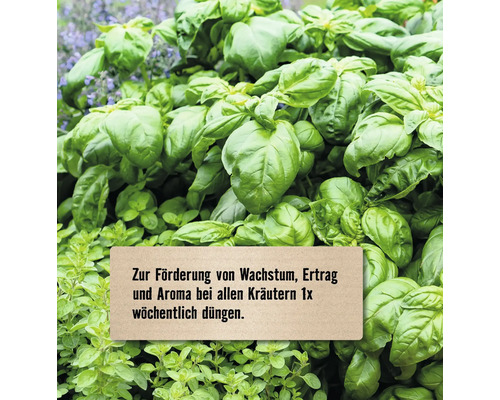 Frisches Basilikum und Oregano mit dem Hinweis, Kräuter für Wachstum, Ertrag und Aroma einmal wöchentlich zu düngen.