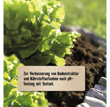 Grüner Kopfsalat in der Erde mit Text zur Verbesserung der Bodenstruktur und Nährstoffaufnahme nach einem pH-Test.