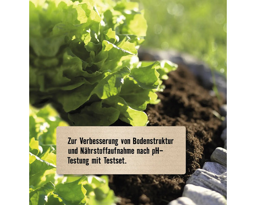 Grüner Kopfsalat in der Erde mit Text zur Verbesserung der Bodenstruktur und Nährstoffaufnahme nach einem pH-Test.