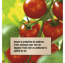 Tomates sur une grappe avec texte indiquant une production de fruits abondante et une amélioration de la qualité du sol.