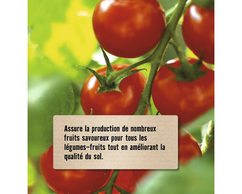 Tomates sur une grappe avec texte indiquant une production de fruits abondante et une amélioration de la qualité du sol.