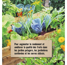 Potager surélevé en bois avec du chou rouge, de la salade, des oignons et des fleurs jaunes dans un jardin potager.