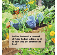 Carré potager en bois lumineux avec divers légumes, herbes et fleurs pour améliorer le rendement et la qualité du sol.