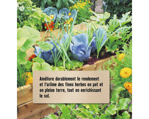 Carré potager en bois lumineux avec divers légumes, herbes et fleurs pour améliorer le rendement et la qualité du sol.