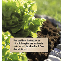Laitue en pleine terre avec texte sur l'amélioration de la structure du sol et le test de pH.