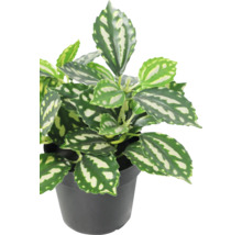 Pilea cadierei Zimmerpflanze mit grün-silbernen Blättern im schwarzen Kunststofftopf.