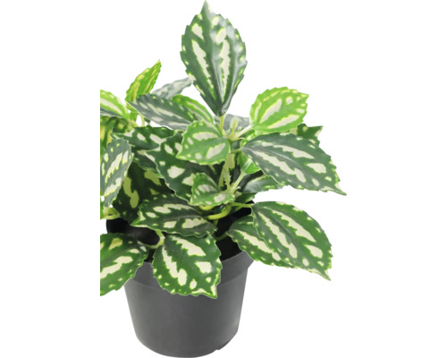 Pilea cadierei Zimmerpflanze mit grün-silbernen Blättern im schwarzen Kunststofftopf.