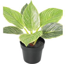 Künstlicher Philodendron Birkin in einem schwarzen Kunststofftopf, gestreifte Blätter aus Kunststoff.