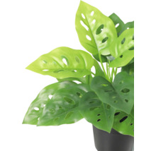 Künstliche Zimmerpflanze Monstera adansonii in einem schwarzen Topf, Blätter mit Löchern.