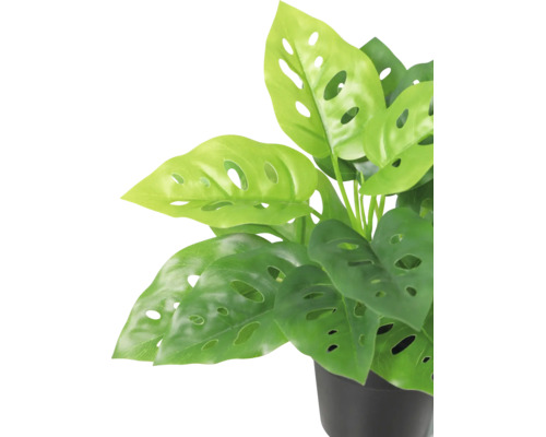 Künstliche Zimmerpflanze Monstera adansonii in einem schwarzen Topf, Blätter mit Löchern.