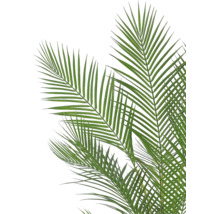 Palmwedel einer Kunstpflanze mit schmalen, spitz zulaufenden Blättern.