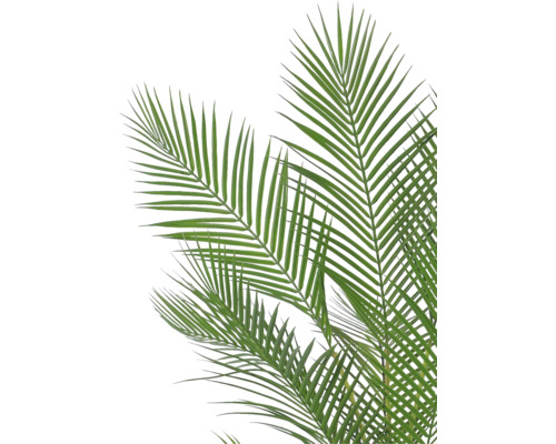 Palmwedel einer Kunstpflanze mit schmalen, spitz zulaufenden Blättern.