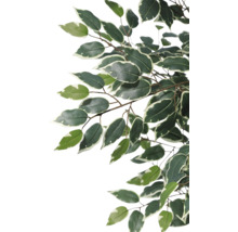 Künstlicher Ficus Benjamini Zweig mit grün-weißen Blättern