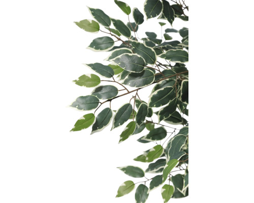 Künstlicher Ficus Benjamini Zweig mit grün-weißen Blättern