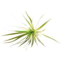 Drachenbaum Dracaena an der Draufsicht mat schmuelen, gréngen a giele Blieder.