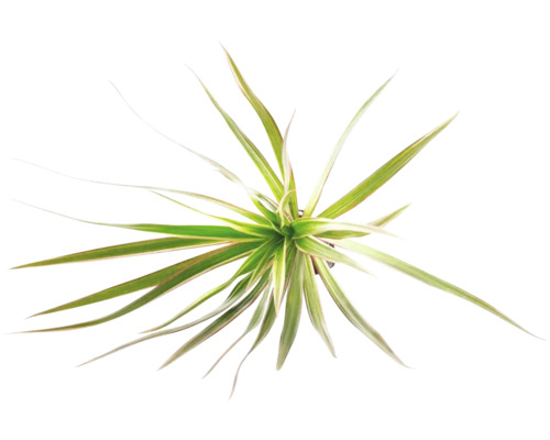 Drachenbaum Dracaena an der Draufsicht mat schmuelen, gréngen a giele Blieder.
