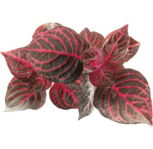 Fittonia Mosaikpflanze mit dunkelgrünen Blättern und rosafarbener Blattaderung.