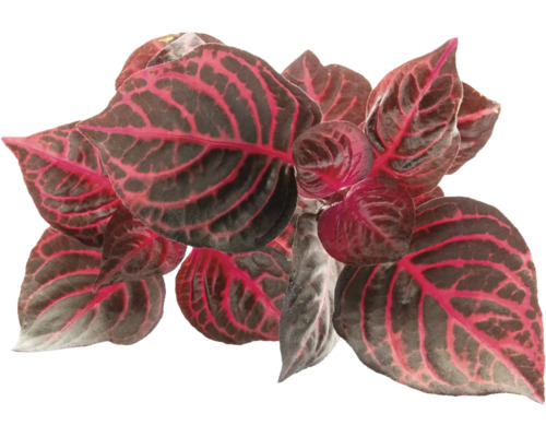 Fittonia Mosaikpflanze mit dunkelgrünen Blättern und rosafarbener Blattaderung.