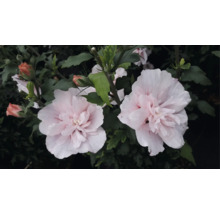 Garteneibisch Hibiscus syriacus mat gefëllten, hellrosa Bléien a grénge Blieder.