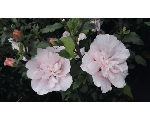 Garteneibisch Hibiscus syriacus mat gefëllten, hellrosa Bléien a grénge Blieder.