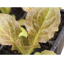 Jeune plant de salade dans un bac de culture