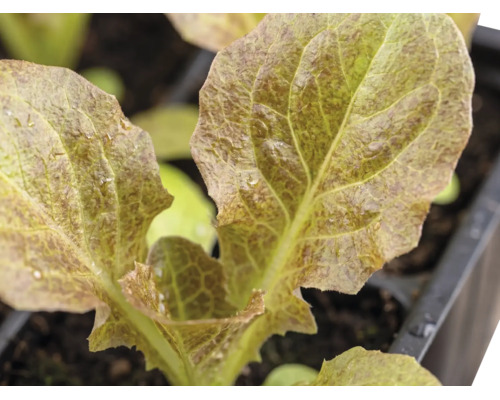 Jeune plant de salade dans un bac de culture
