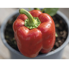 Poivron rouge dans un pot avec de la terre